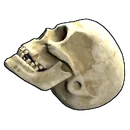 Skull image
